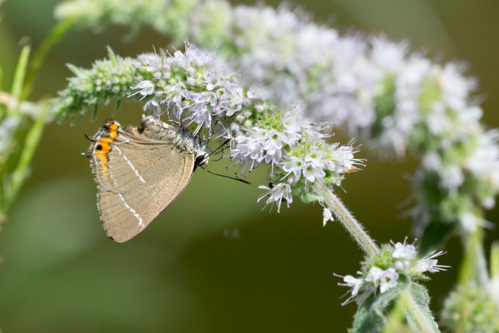 Satyrium w-album?  S